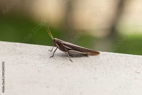 Close-up of a South American Schistocerca flavofasciata grashopper on a window.  photo