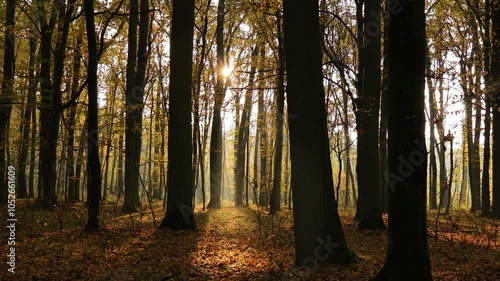 Zachód słońca widziany w środku jesiennego lasu znajdującego się w Polsce.