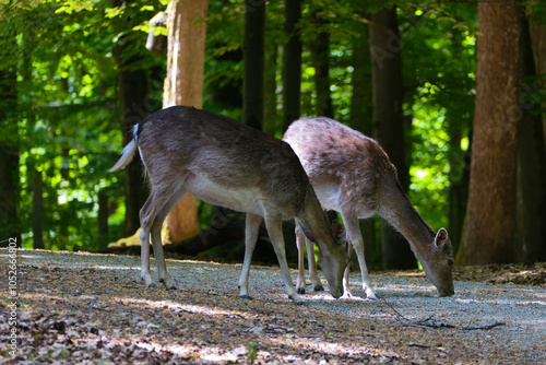 Rehe dammwild bei der Nahrungsaufname photo