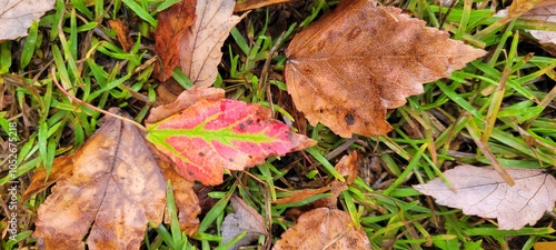 Autumn leaves on the grass