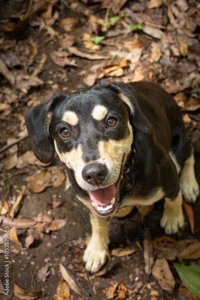 mixed breed black and tan dog sitting down on leafy ground mixed breed black and tan dog sitting down on leafy ground