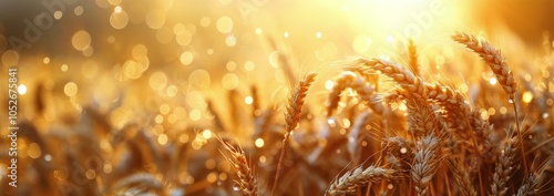 Golden Wheat Stalks Glowing in Warm Sunlight During Summer