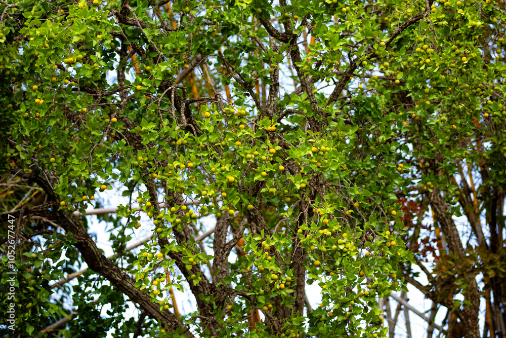 Ripe edible wild fruit from the Brazilian cerrado biome, fruit known as cagaita (Stenocalyx dysentericus) of the Magnoliopsida class and the Myrtaceae family. Ripe edible wild fruit from the Brazilian cerrado biome, fruit known as cagaita (Stenocalyx dysentericus) of the Magnoliopsida class and the Myrtaceae family.