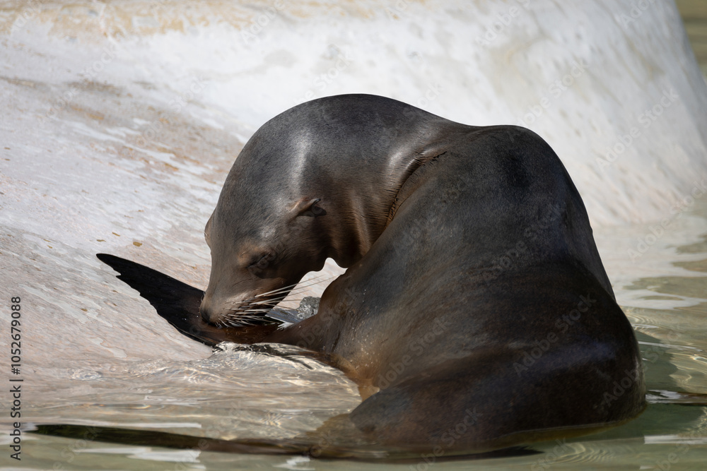 Fototapeta premium fur seal on the shore, selective focus