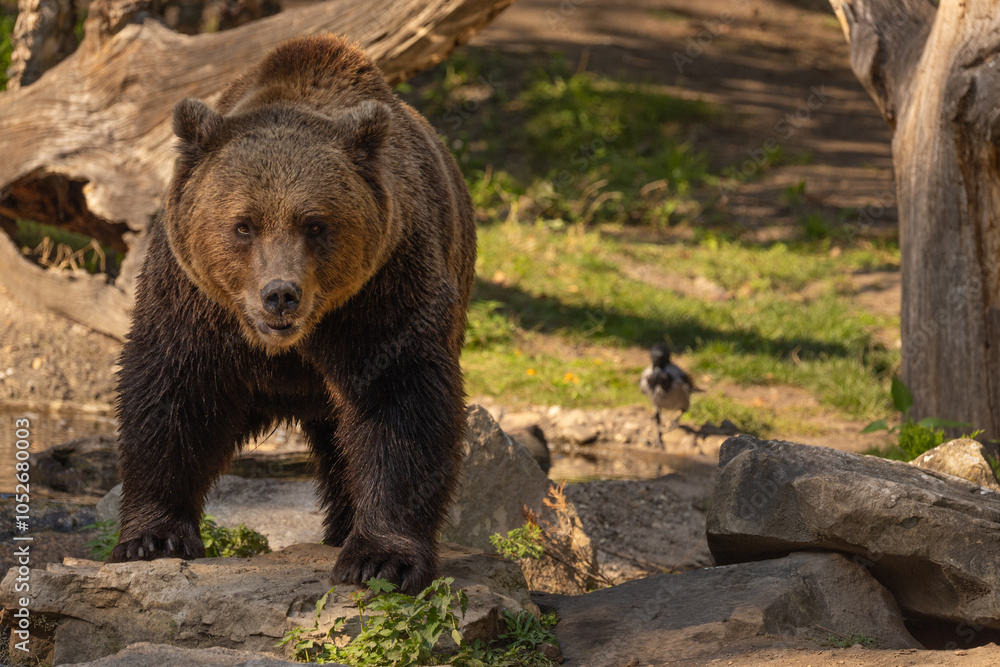 Brown Bear majestic, big powerful mammals Brown Bear majestic, big powerful mammals