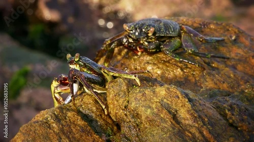 Natal Lightfoot Crab Grapsus tenuicrustatus or maculatus, colorful crab from rocky shores, key scavenger, great climber, vital to intertidal ecosystems, feeds on algae and dead fish. photo