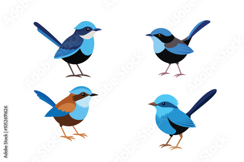 Australian Fairy-Wren Bird vector artwork photo