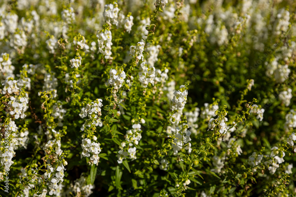Obraz premium Angelonia angustifolia, the summer snapdragon, is a species of perennial plant in the family Plantaginaceae.