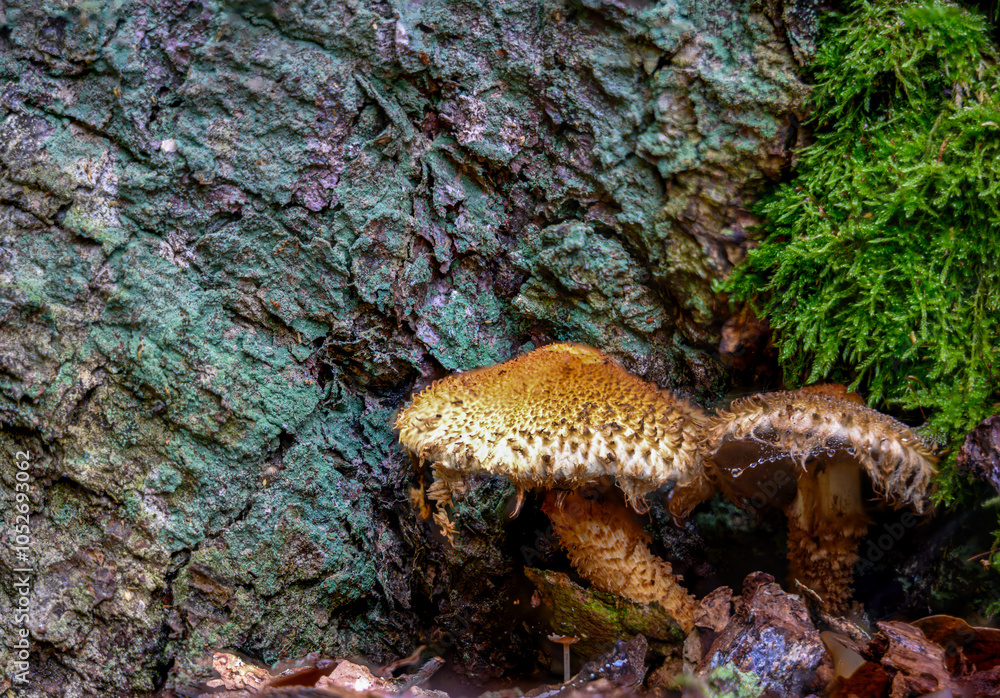 Obraz premium Pilze im Herbstwald