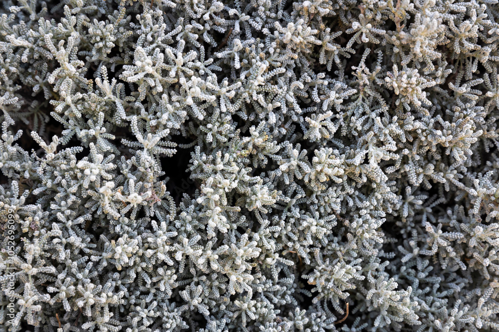 Santolina chamaecyparissus, also referred to as cotton lavender or lavender-cotton, is a flowering plant in the Asteraceae family, Santolina chamaecyparissus, also referred to as cotton lavender or lavender-cotton, is a flowering plant in the Asteraceae family,
