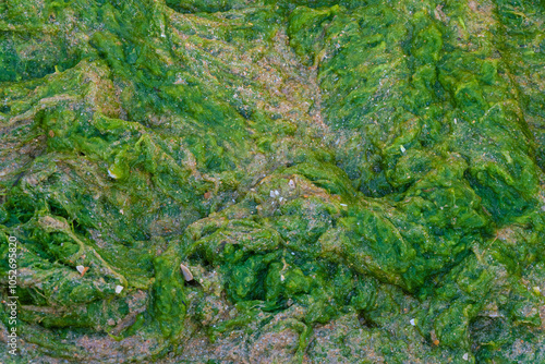 Green slimy algae heap on sandy beach. Cladophora vagranta and zostera marina or commonly kamka.