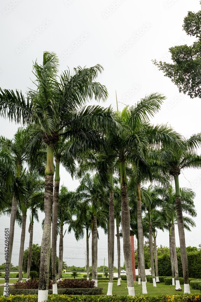 Fototapeta premium palm trees