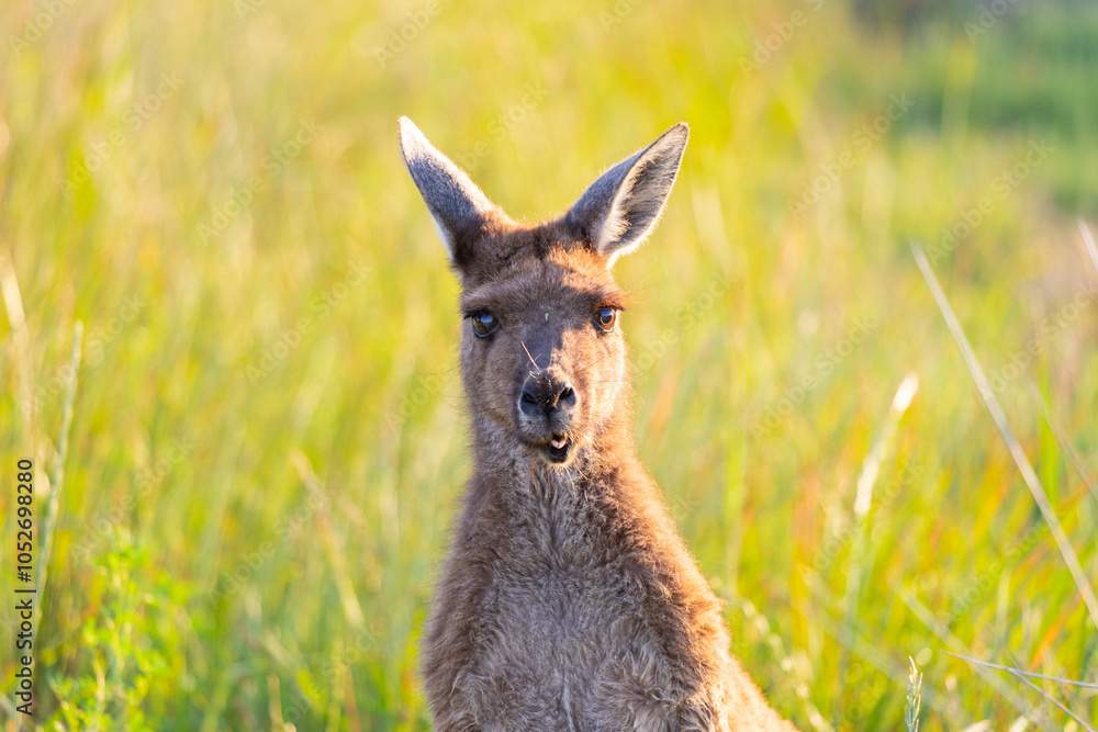 Fototapeta premium Closeup to a kangaroo
