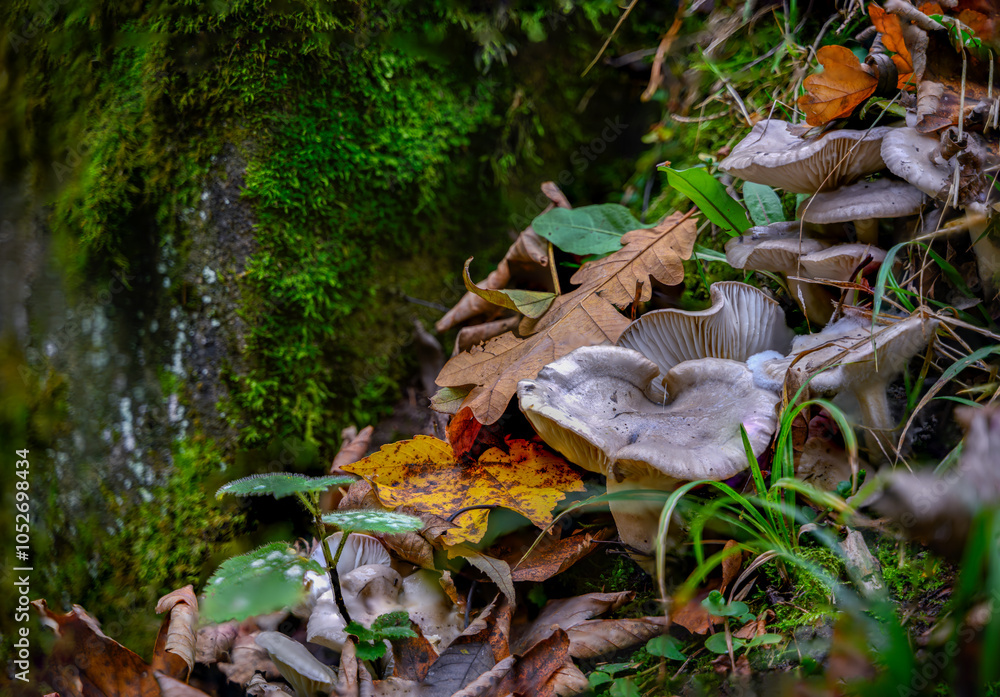Fototapeta premium Pilze im Herbstwald