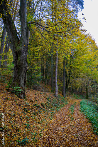 Durch den herbstlichen Wald