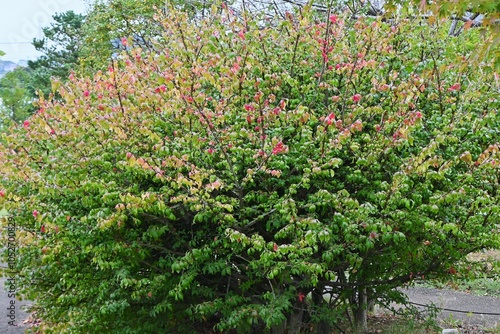 Winged spindle Autumn leaves. It has corky wings and turns beautiful red in autumn, and is said to be one of the three most beautiful autumn leaves in the world.