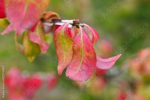 Winged spindle Autumn leaves. It has corky wings and turns beautiful red in autumn, and is said to be one of the three most beautiful autumn leaves in the world. photo