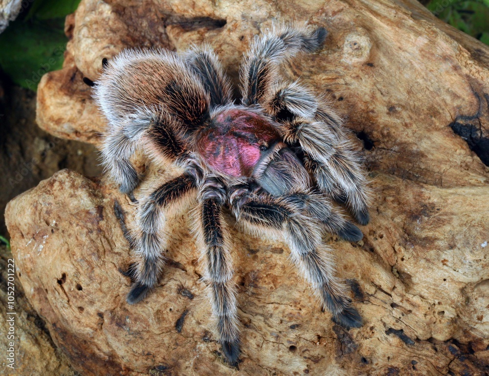 Chilean Rose Hair Tarantula (Grammostola rosea) after a molt in a natural setting. Chilean Rose Hair Tarantula (Grammostola rosea) after a molt in a natural setting.