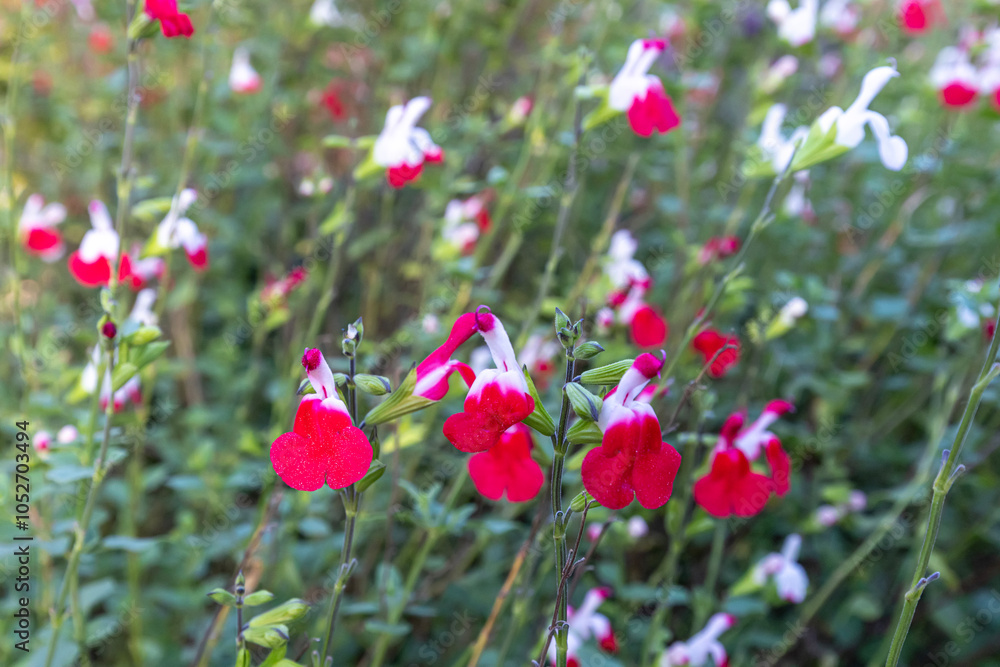 Beautiful white-red multicolored flowers of baby sage or Graham's sage or blackcurrant sage (Salvia microphylla) close up Beautiful white-red multicolored flowers of baby sage or Graham's sage or blackcurrant sage (Salvia microphylla) close up