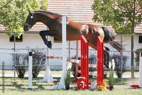 Young purebred horse loose jumping on breeders event