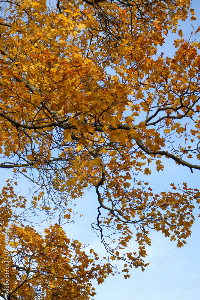 Fototapeta premium autumn leaves in the sky
