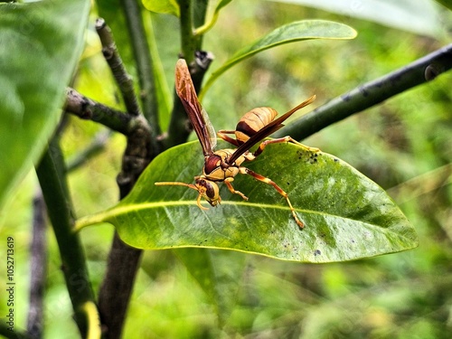 Cuadro en lienzo close up of an executioner wasp on a green leaf in the forest