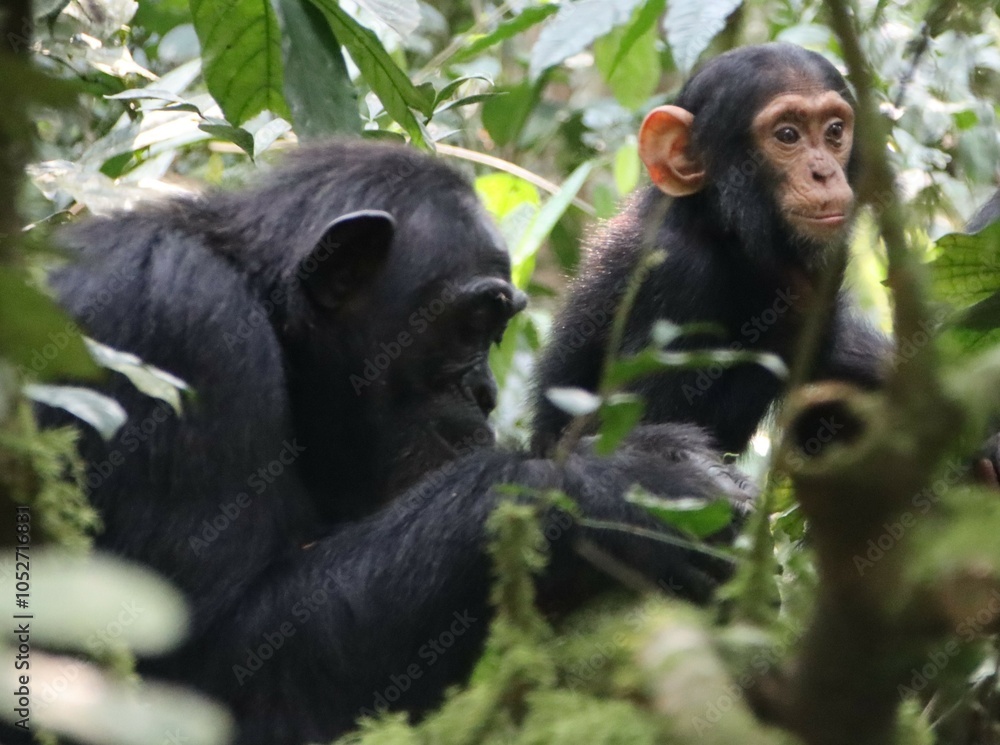 Chimpanzee (Pan troglodytes) family, Kibale National Park, Uganda, Africa. Chimpanzee (Pan troglodytes) family, Kibale National Park, Uganda, Africa.