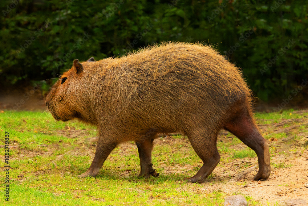 Capybara Kapibara Hydrochoerus hydrochaeris Capybara Kapibara Hydrochoerus hydrochaeris