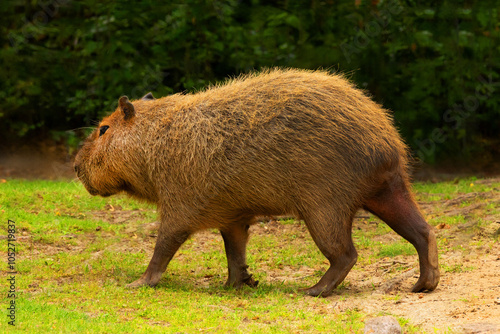 Capybara Kapibara Hydrochoerus hydrochaeris photo