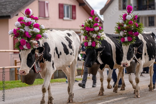 Cuadro en lienzo Cows decorated by flowers on the annual transhumance at Swiss desalpe festival