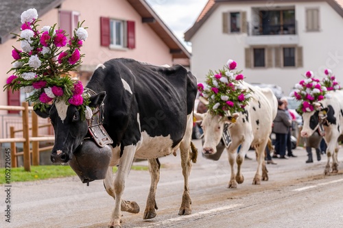 фотографія Cows decorated by flowers on the annual transhumance at Swiss desalpe festival