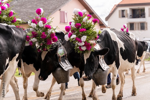 Fotografie Cows decorated by flowers on the annual transhumance at Swiss desalpe festival
