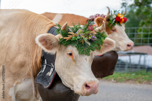 Foto Cows decorated by flowers on the annual transhumance at Swiss desalpe festival
