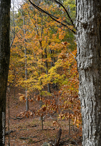 Autumn fall colors along a trail in St Louis, Mo USA