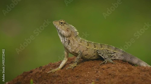 Oriental Garden Lizard - Calotes versicolor or eastern garden lizard, bloodsucker or changeable lizard is an agamid lizard found widely distributed in indo-Malaya. Reptile on the ground in Sri Lanka. photo