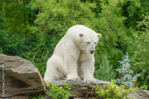 Polar Bear takes a rest