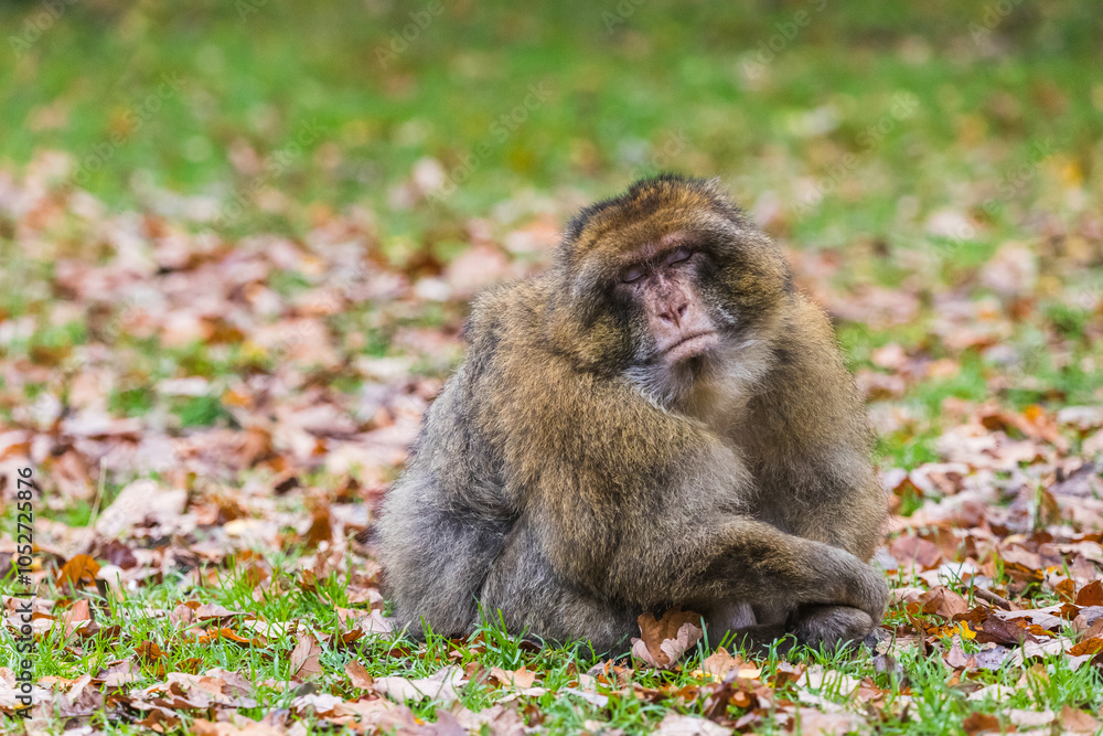 Obraz premium Barbary macaque snoozes