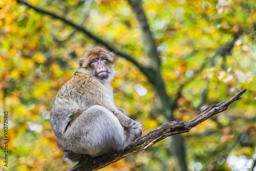 Canvastavla Barbary macaque sitting in a tree