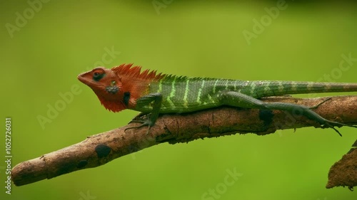 Common green forest lizard - Calotes calotes, agamid lizard found in the forests of Western Ghats and Shevaroy Hills in India, and Sri Lanka, green reptile with red head on the green background. photo