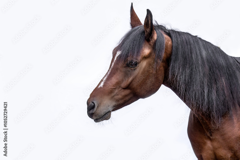 Fototapeta premium Head portrait of a bay brown arab gelding horse isolated on white background
