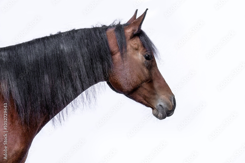 Obraz premium Head portrait of a bay brown arab gelding horse isolated on white background