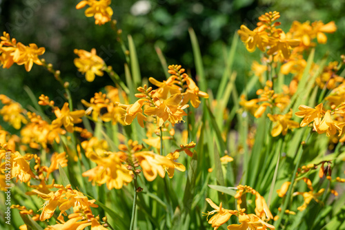 Close up of harlequin montbretia flowers in bloom photo