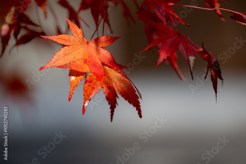 日に照らされた真っ赤な紅葉