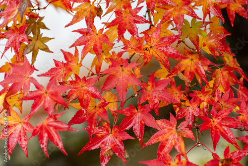 雨に濡れた真っ赤な紅葉 photo