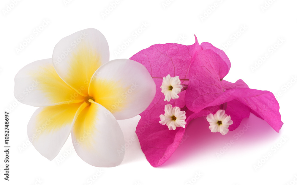 Plumeria and Bougainvillea flowers Plumeria and Bougainvillea flowers