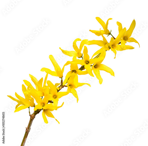 Easter tree flowers photo