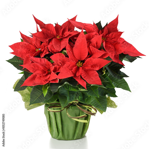Red poinsettia plant in vase