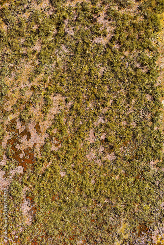 Green and yellow moss and lichen covered grave tomb stone texture photo