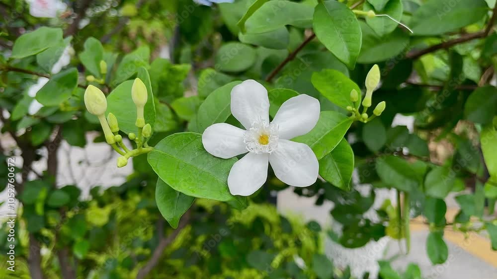 Wrightia antidysenterica, also known as coral swirl or tellicherry bark, is a flowering shrub native to Sri Lanka that blooms all year. Wrightia antidysenterica, also known as coral swirl or tellicherry bark, is a flowering shrub native to Sri Lanka that blooms all year.
