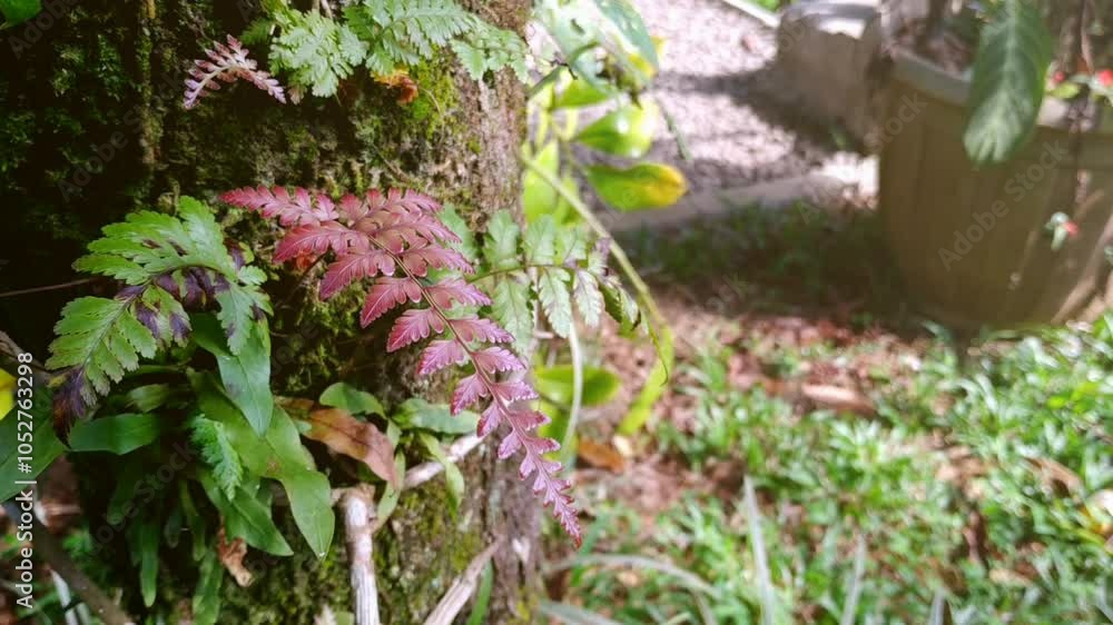 Close-up of a tree trunk with vibrant red and green ferns, surrounded by lush garden foliage, creating a serene natural scene. Close-up of a tree trunk with vibrant red and green ferns, surrounded by lush garden foliage, creating a serene natural scene.
